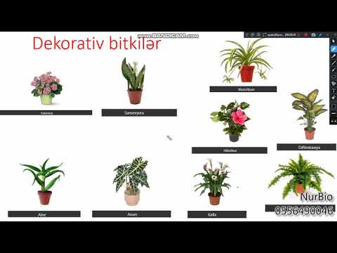 Video: Mədəni bitkilərin tərifi nədir?