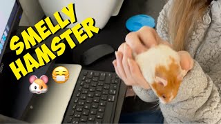 Smelly Hamster!