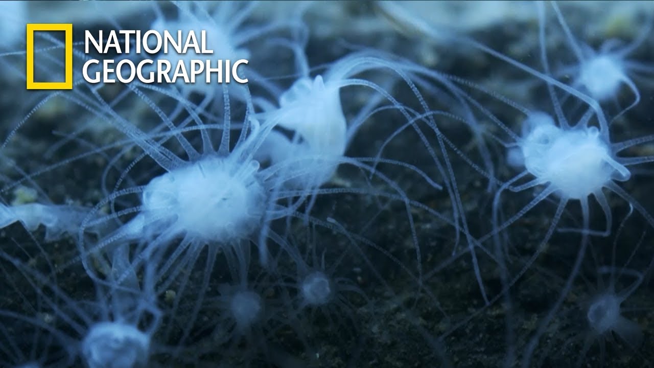 해파리를 만들어 내는 쌀알만한 괴상한 생명체들... (내레이션: 베어 그릴스)