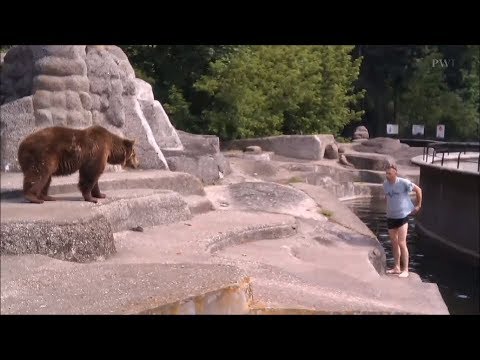 Man Punches Bear After Climbing Into Zoo Enclosure In Poland