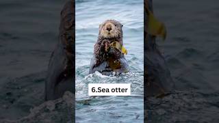 Top 10 Most Fascinating Marine Animals in the World#shorts #top10 #viral #trending shorts