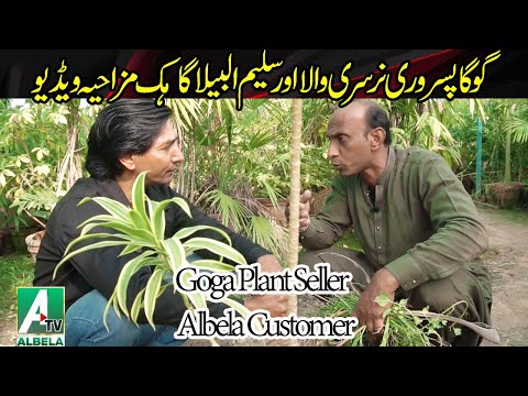 Goga Pasroori flower seller and Saleem Albela customer | Albela Tv