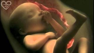 Clip 3D tóm tắt quá trình 9 tháng 10 mang thai chỉ trong vòng 4 phút