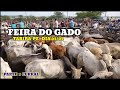 Feira do Gado de Tabira dia 02/02 Pesquisas no Curral