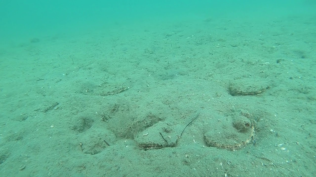 Feb 12th 2020 Scallop beds YouTube