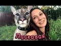 ЛАСКОВАЯ ПУМА / Котики и приметы