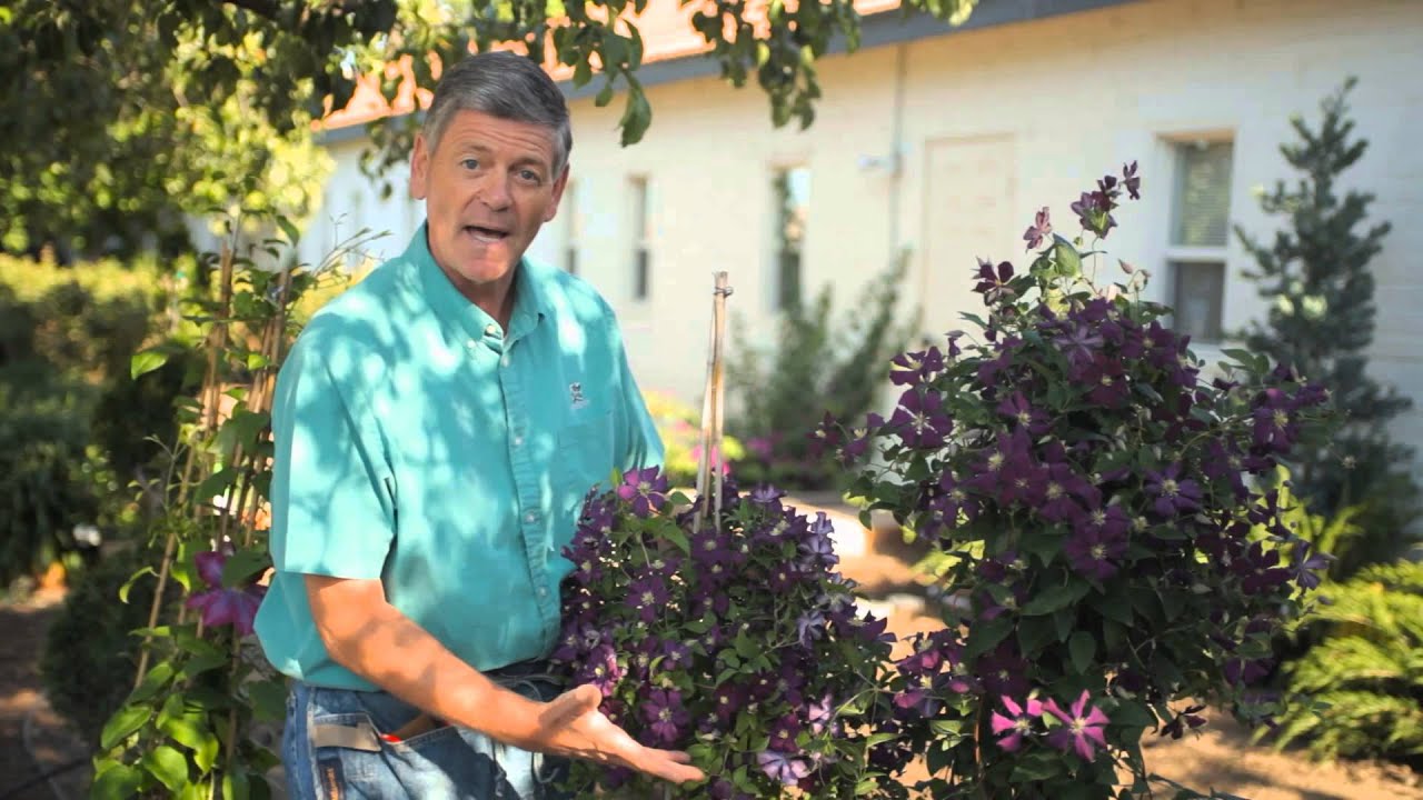 How to Harvest Clematis Garden Savvy YouTube