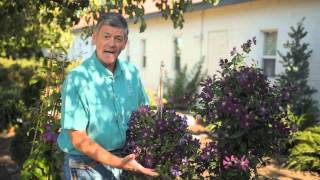 How to Harvest Clematis : Garden Savvy