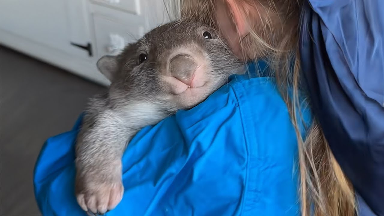 Animals Teach Us Love is What Makes Life Worth Living ❤️🐶🐯🐻🐵