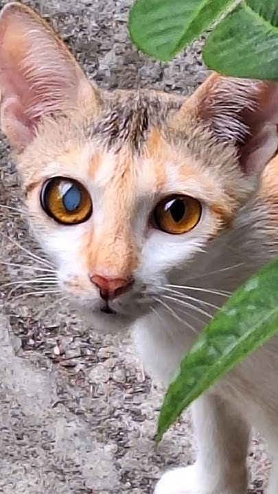 What Does It Mean When A Cat Has viral myanimal cat mycat YouTube what-does-it-mean-when-a-cat-has-viral-myanimal-cat-mycat-youtube