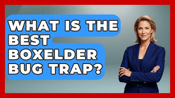 What Is The Best Boxelder Bug Trap? - Insects and Invaders