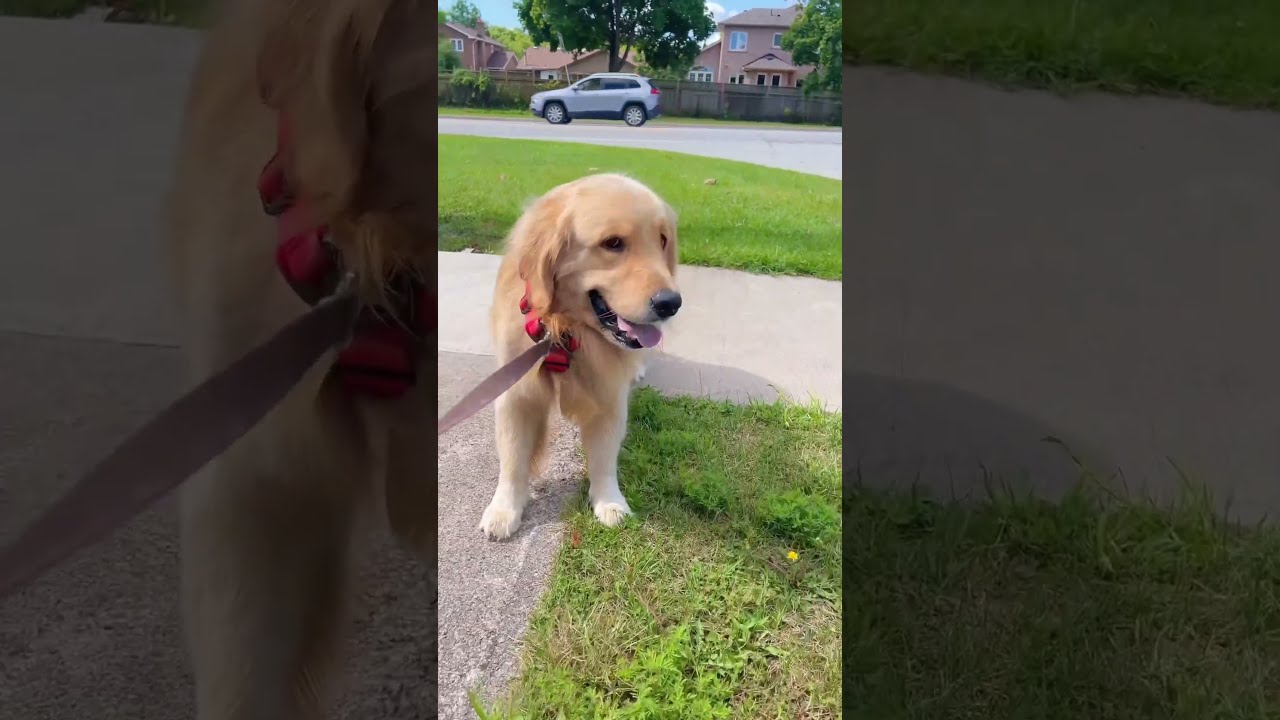 Walking Two Dogs Be Like Who Can Relate Goldenretreivers