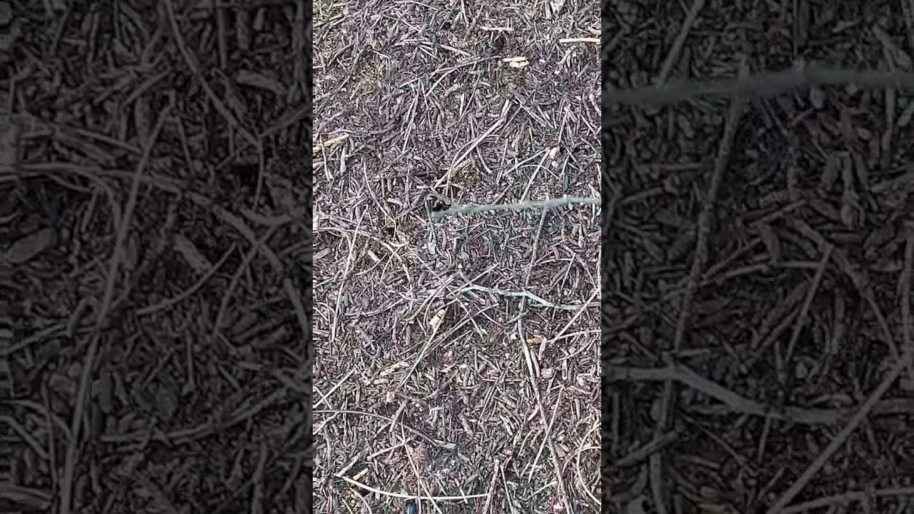 Мурашник - YouTube