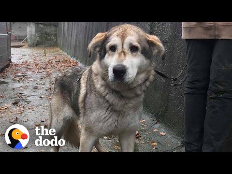 Video: Pár adoptuje posledného psa v úkryte, zdravotne postihnutého nemeckého ovčiaka