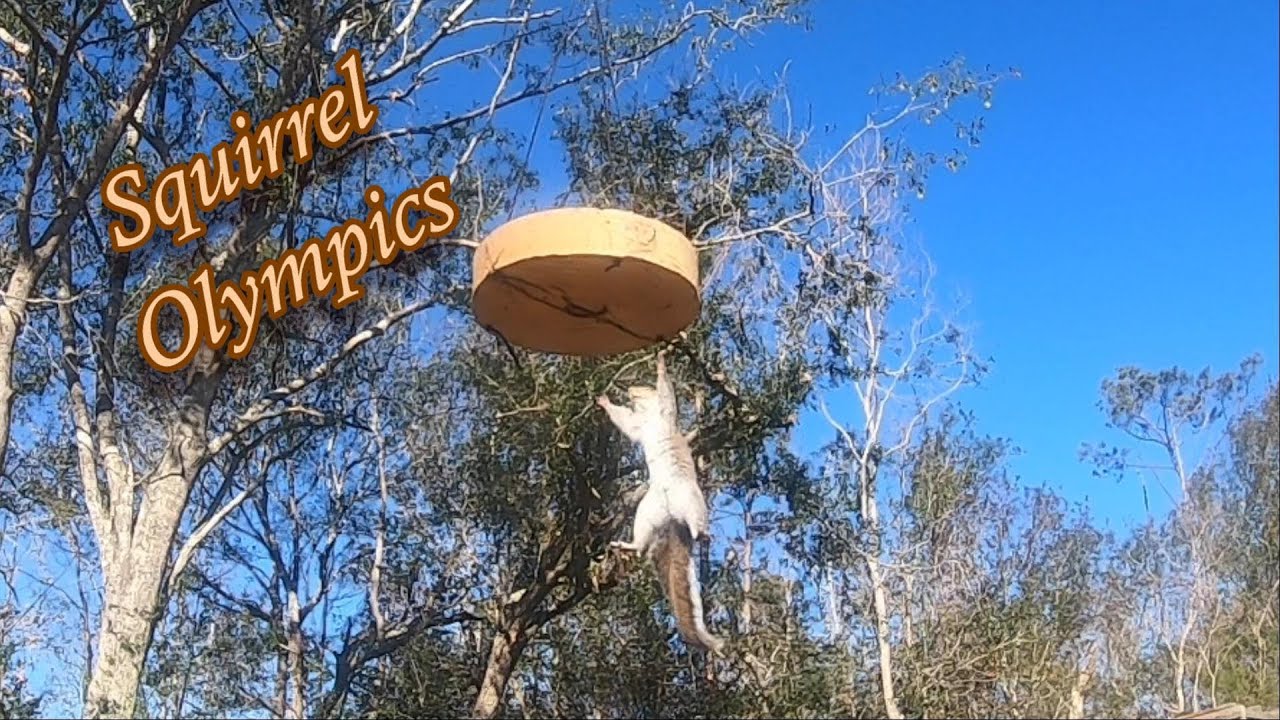 Squirrel Olympics...How High Can Ninja Squirrel Jump?  Sneaky Squirrels Love to Fly!