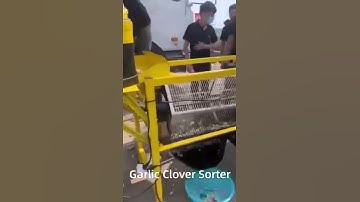 Garlic Splitting and Clove Grading Machine for Garlic Farm | HUAYO AGRO