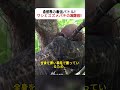 自然界の最強バトル！ ワシとスズメバチの攻防戦！ #ワシ #スズメバチ #フウチョウホウオウタカ #自然の戦い #野生の生存競争