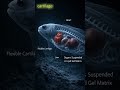 Fish Surviving 800× Ocean Pressure | Mariana Trench #shortsfeed #usashorts