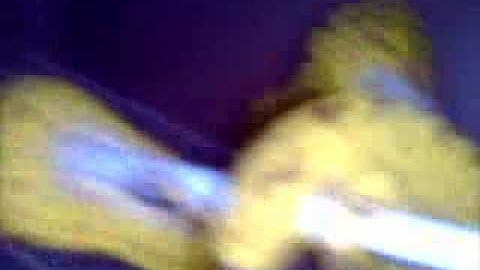 green tree python eating a LIVE mouse