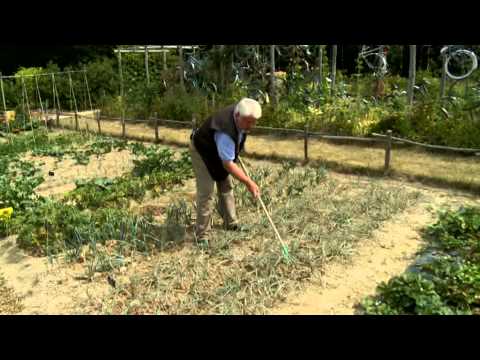 Vidéo: Comment Entretenir Un Potager