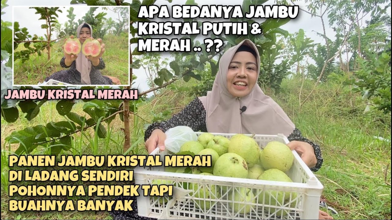 PANEN JAMBU KRISTAL MERAH DI LADANG SENDIRI | POHONNYA PENDEK2 TAPI BUAHNYA BANYAK