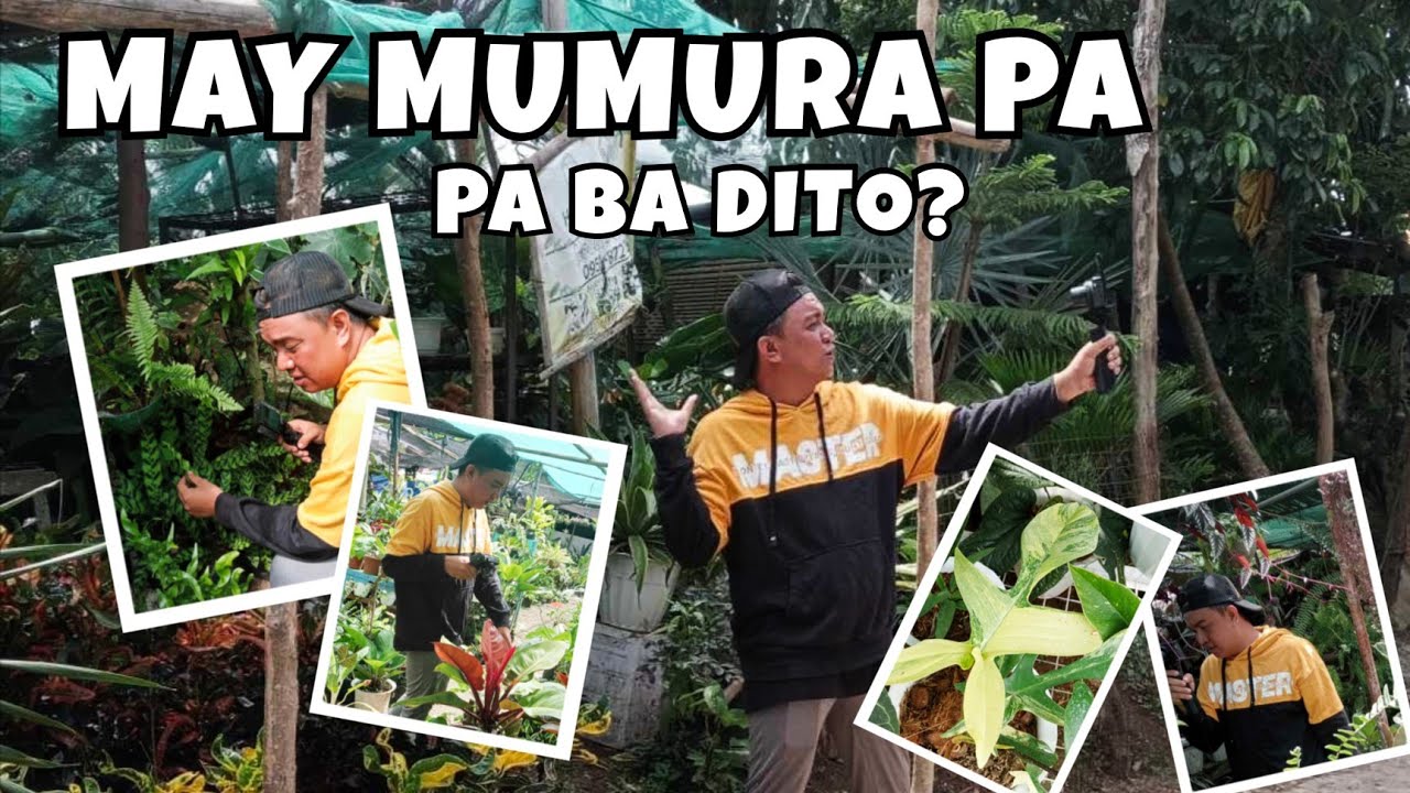 CHEAPEST PLANT SHOP IN SILANG CAVITE | SUGOD GARDEN MURANG HALAMAN SEARCH