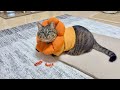 大好きなおもちゃが突然壊れてしまった猫のまさかの反応がこちら…