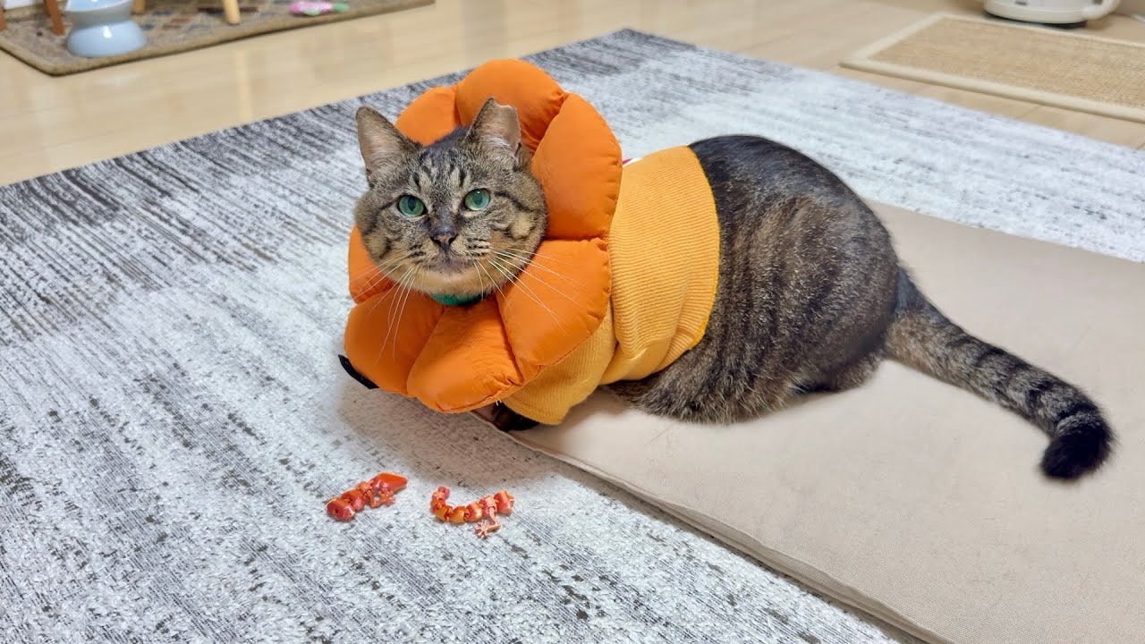 大好きなおもちゃが突然壊れてしまった猫のまさかの反応がこちら…