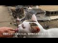 猫神様に集まる猫たち✨