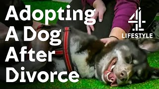 Adopting A Dog After Divorce | The Dog House