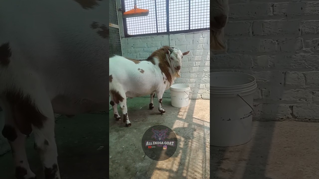 #mashallah_mashallah