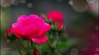 BUNGA MAWAR - YUNI SHARA   LIRIK