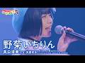 【LIVE MV】野菊いちりん / 真白清美【ウタヒメドリーム】(CV:其原有沙)～1stライブ～あなたは最古参～より