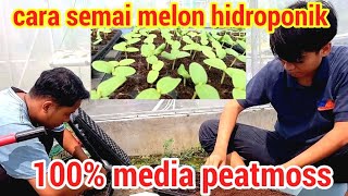 cara semai melon hydroponics 100% media peatmoss @masterhidroponik