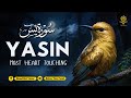 Relaxing Surah Yasin (Yaseen) سورة يس for Deep Sleep & Anxiety ✦ Soothing Quran Recitation
