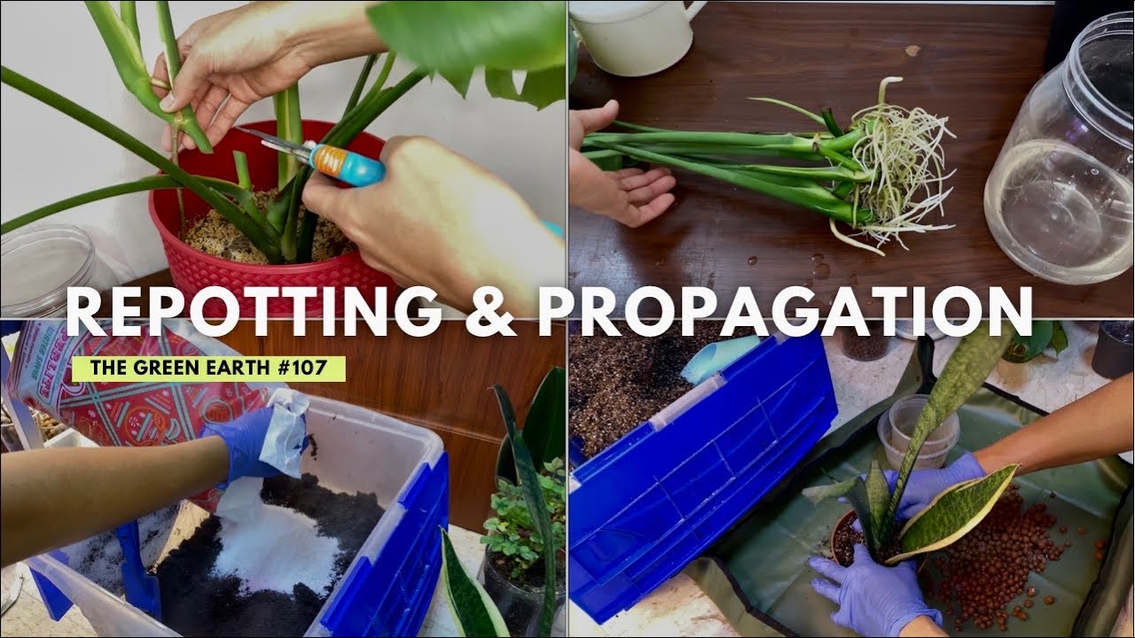 107 Indoor Plant Propagation & Repotting Monstera Deliciosa Water