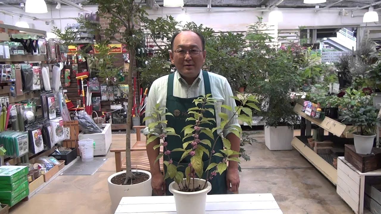 紫式部の育て方 日常管理 ピンクの実の出来る種類 Youtube