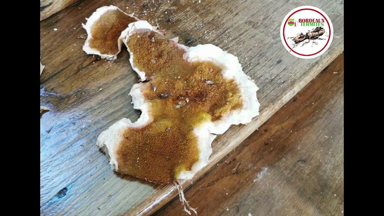 Champignon lignivore : La mérule