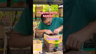 Abelha Rainha Divisão Real Çu Abelha Uruçu Nordestina