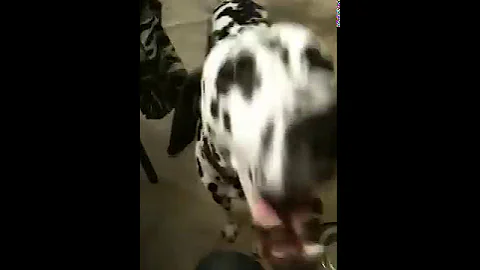 My Dalmatian Banjo speaking