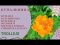 Купальница/Trollius/Жарки/Купава/Купавница/Огоньки/Колупаленки/Сибирская роза