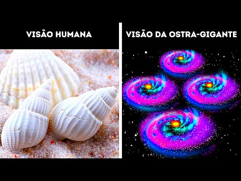 Vídeo: Como Os Olhos Dos Cães São Diferentes Dos Olhos Humanos