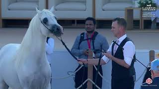 N 241 FALAH AL HAWAJER   Fujairah International AH Championship 2025   Stallions 4+ Years Old   Sect Wealth