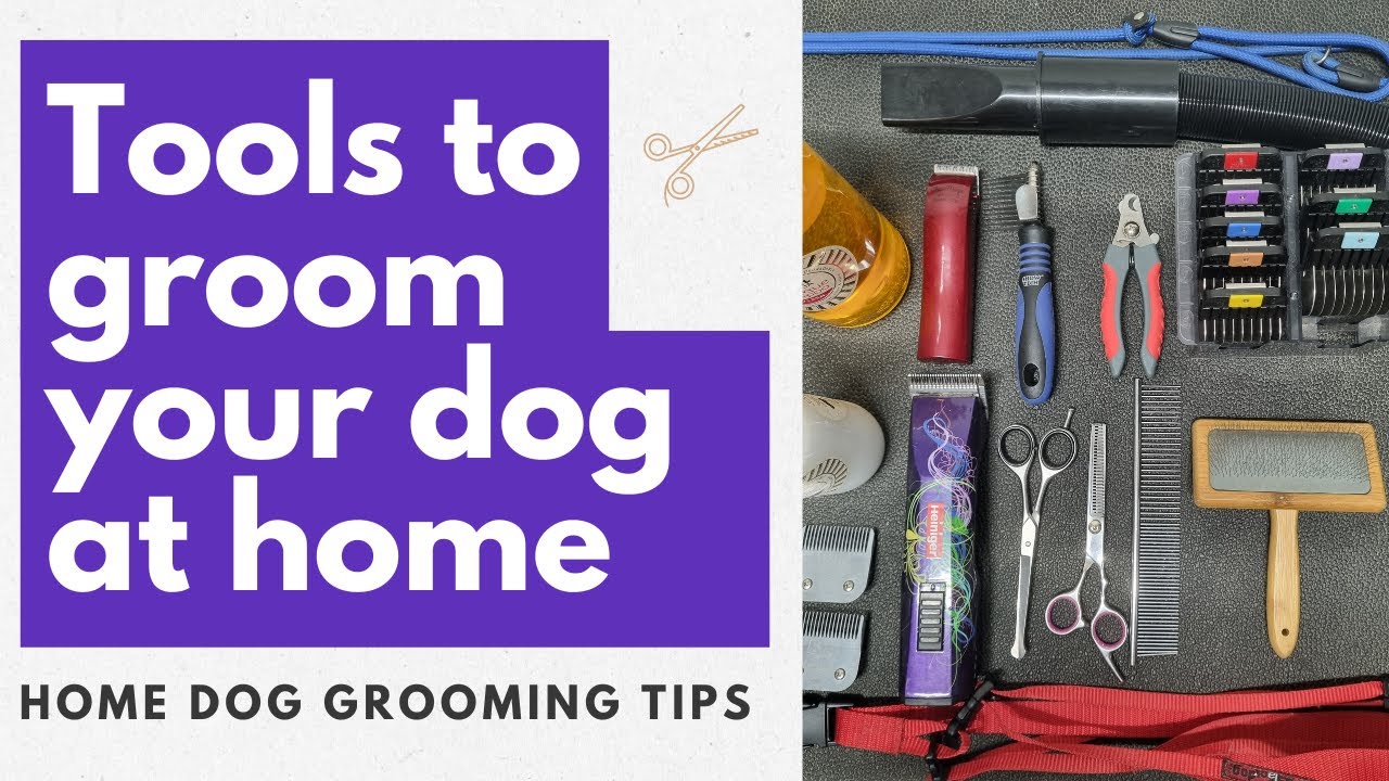 Everything You Need To Groom Your Dog At Home Professional Dog