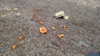 30x time-lapse Ants vs Papaya scraps, Kingston SE