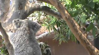 KOALAFORNIA