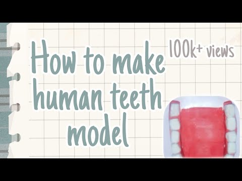 clay model of teeth