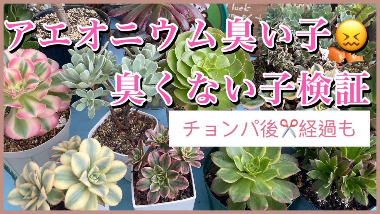 多肉植物】#61アエオニウム臭い子、臭くない子検証(チョンパ後経過も