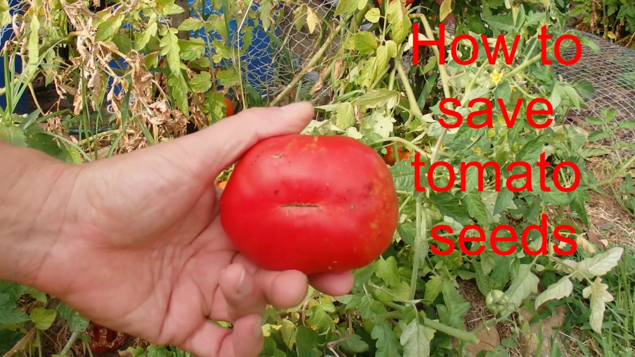 How to Save Tomato Seeds - Simple & Easy Instructions - Backyard Vegetable Growing - HD Version