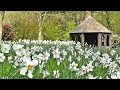 Relaxing Videos To Watch with Gentle Bird Sounds - In The Flower Meadow